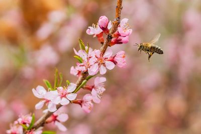 Close-up of bee pollinating on pink cherry blossom