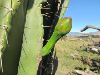 Close-up of cactus growing on field