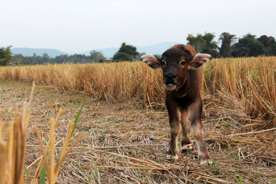 Horse standing in field