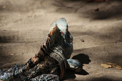 Close-up of crab on sand