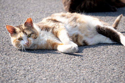 Cat lying on the road