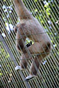 Gibbon in cage at zoo