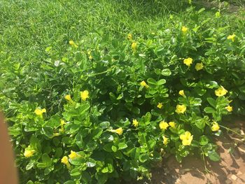 Close-up of yellow flowers