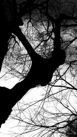 Low angle view of bare trees against sky