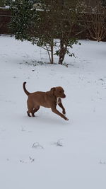 Dog on snow covered landscape