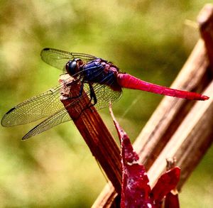 Close-up of damselfly on leaf