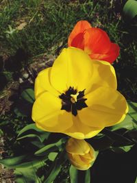 Close-up of yellow flower blooming outdoors