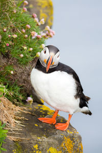 Close-up of bird perching on rock