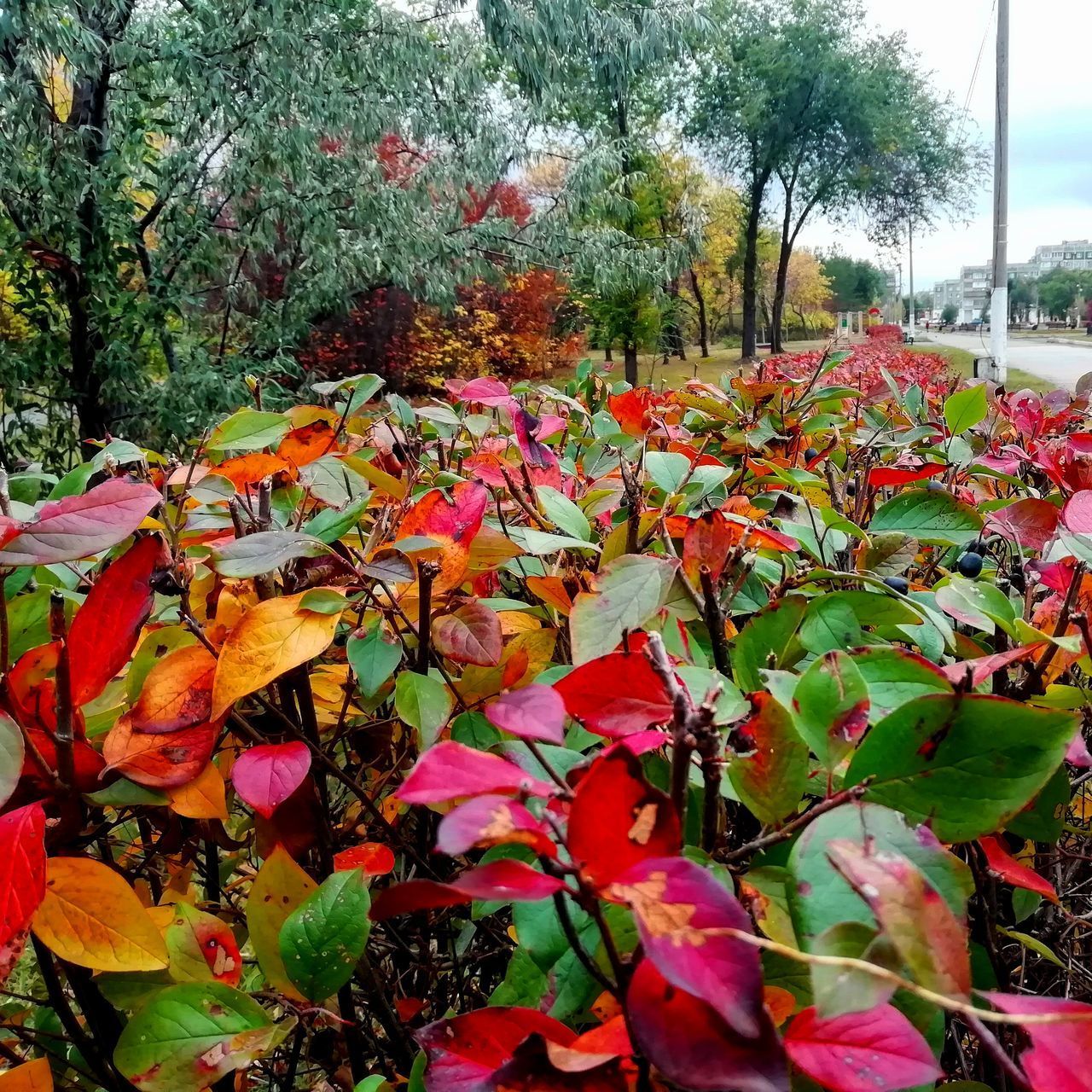 CLOSE-UP OF RED FLOWERING PLANT BY TREES