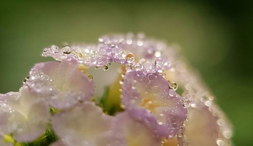 Close-up of water drops on flowering plant