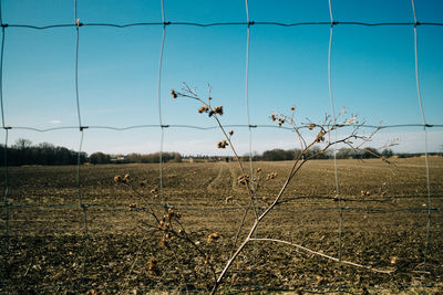 Scenic view of field against clear blue sky