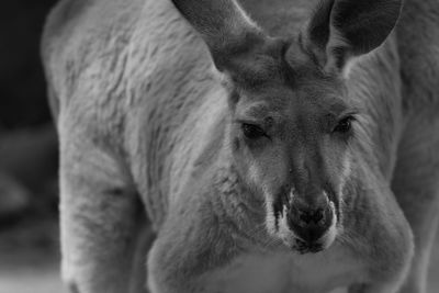 Close-up portrait of horse