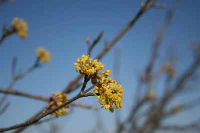Low angle view of yellow flowering plant