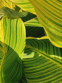 Full frame shot of leaves