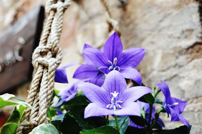 Close-up of purple flowers