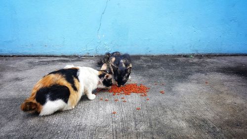 Dog lying down outdoors