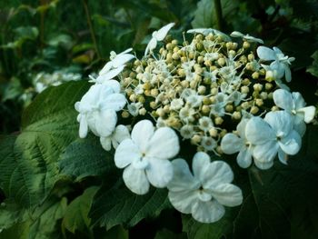 Close-up of white flowers