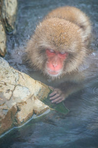 High angle view of monkey on rock in lake