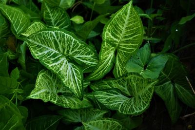 Close-up of fresh green leaves