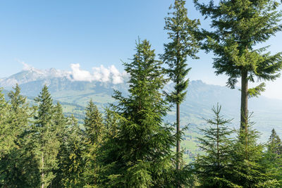 Pine trees in forest against sky