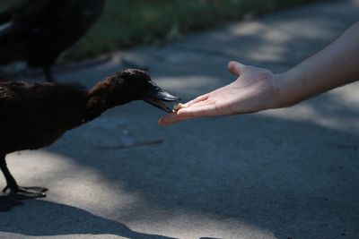 Close-up of hand feeding bird