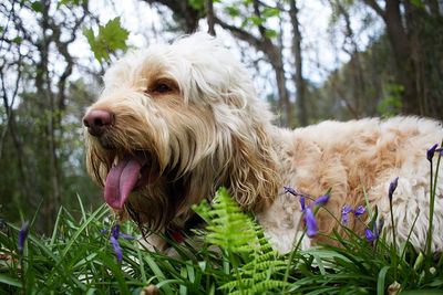 Close-up of dog on tree
