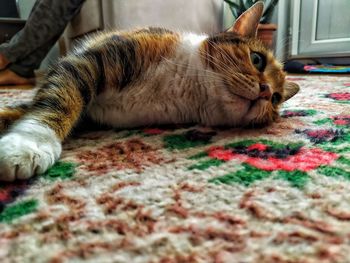 Cat resting on rug at home