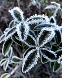 Close-up of frozen plant