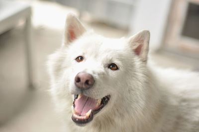 Close-up portrait of a dog