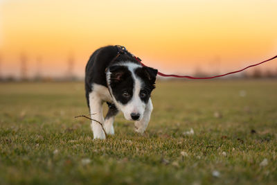 Dog running on field during sunset