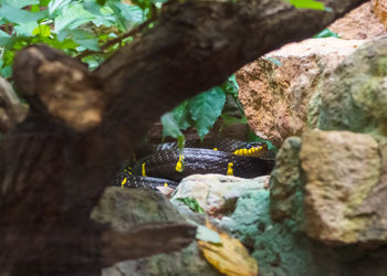 Close-up of lizard on rock