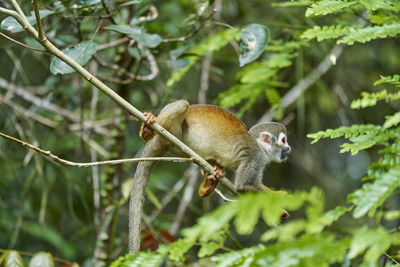 Monkey on tree