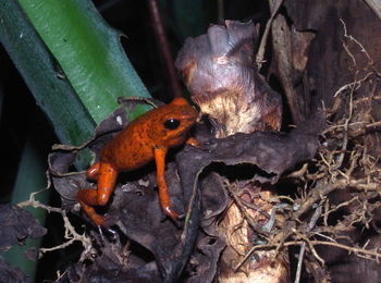 Close-up of frog on plant