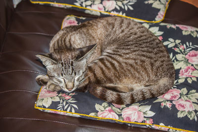 Gray cat lying on the cushions relaxing on the sofa.