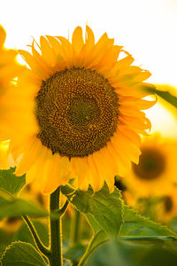 Close-up of sunflower blooming against sky