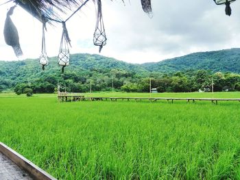 Scenic view of field against sky