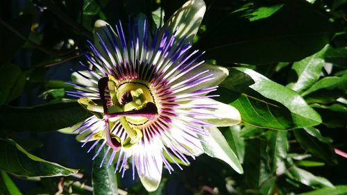 Close-up of passion flower blooming outdoors
