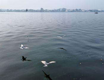 Seagulls flying over lake