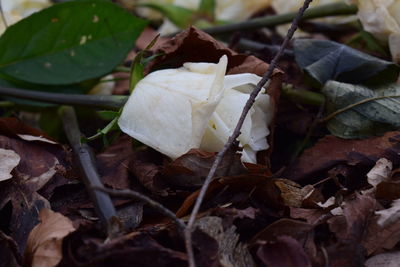 Close-up of leaves