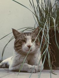 Close-up of cat sitting on floor