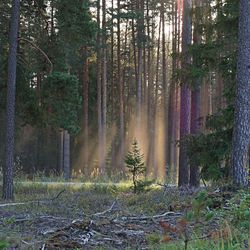 Trees growing in forest