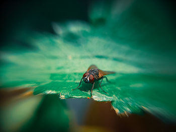 Close-up of fly