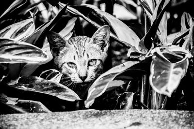 Portrait of a cat