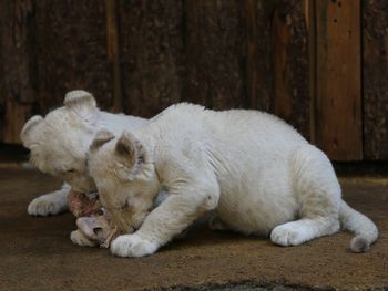 White dog lying down