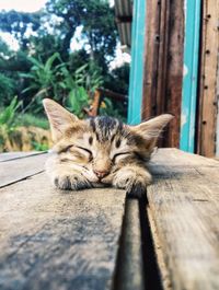 Cat sleeping on wood