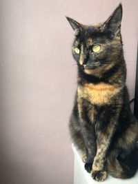 Portrait of cat sitting on wall