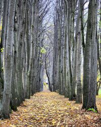 Footpath amidst trees in forest during autumn