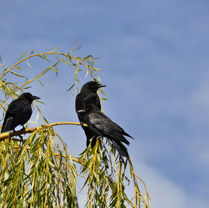 Low angle view of birds perching on tree against sky