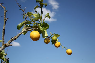 Low angle view of fruits on tree
