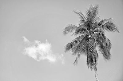 Low angle view of palm tree against sky